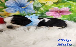 English Springer Spaniel dogs for sale: Chip - Image 5