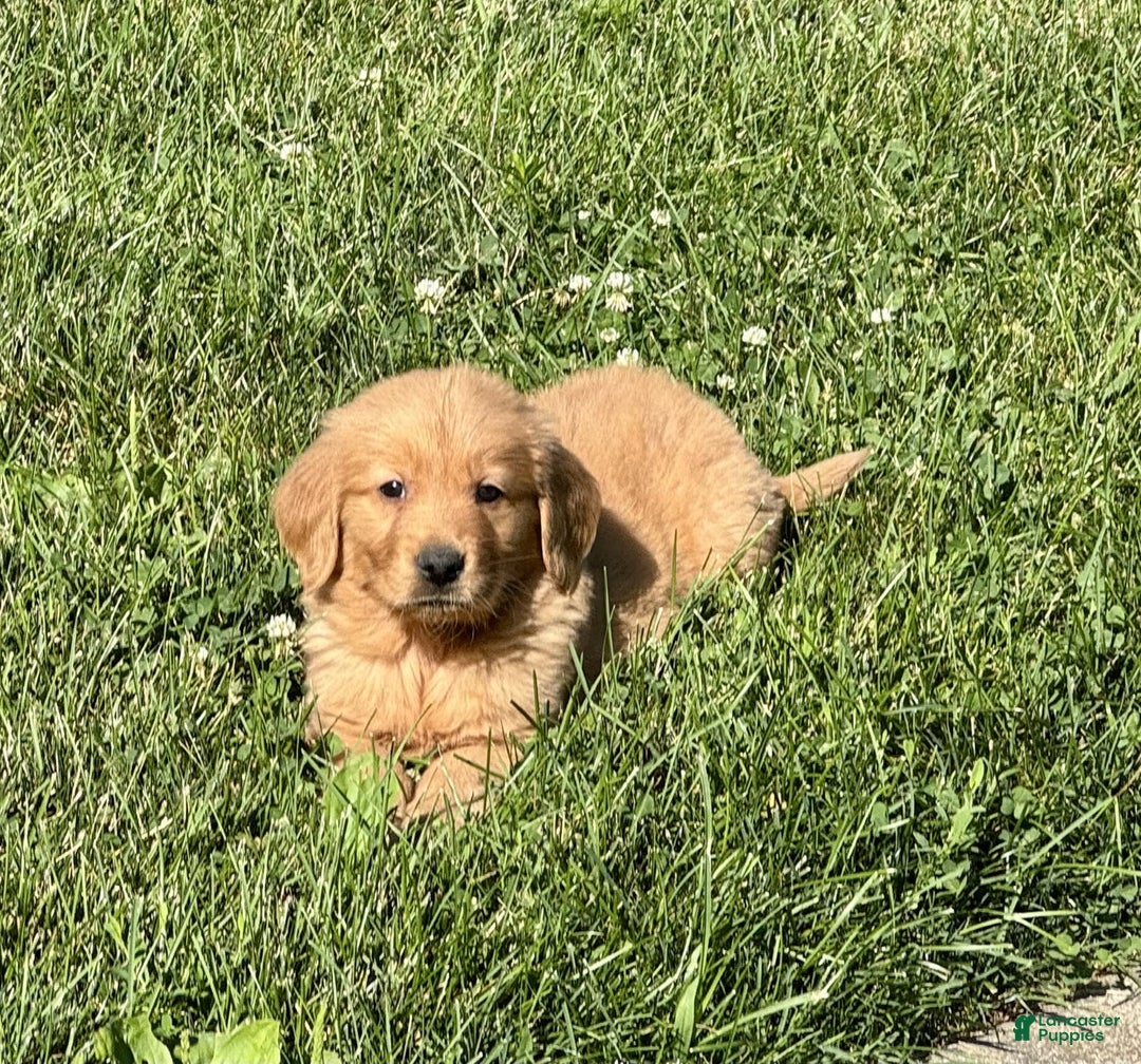 Golden Retriever dogs for sale: Freddie - Image 6
