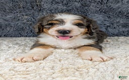 Bernedoodle dogs for sale: Jester - Image 5