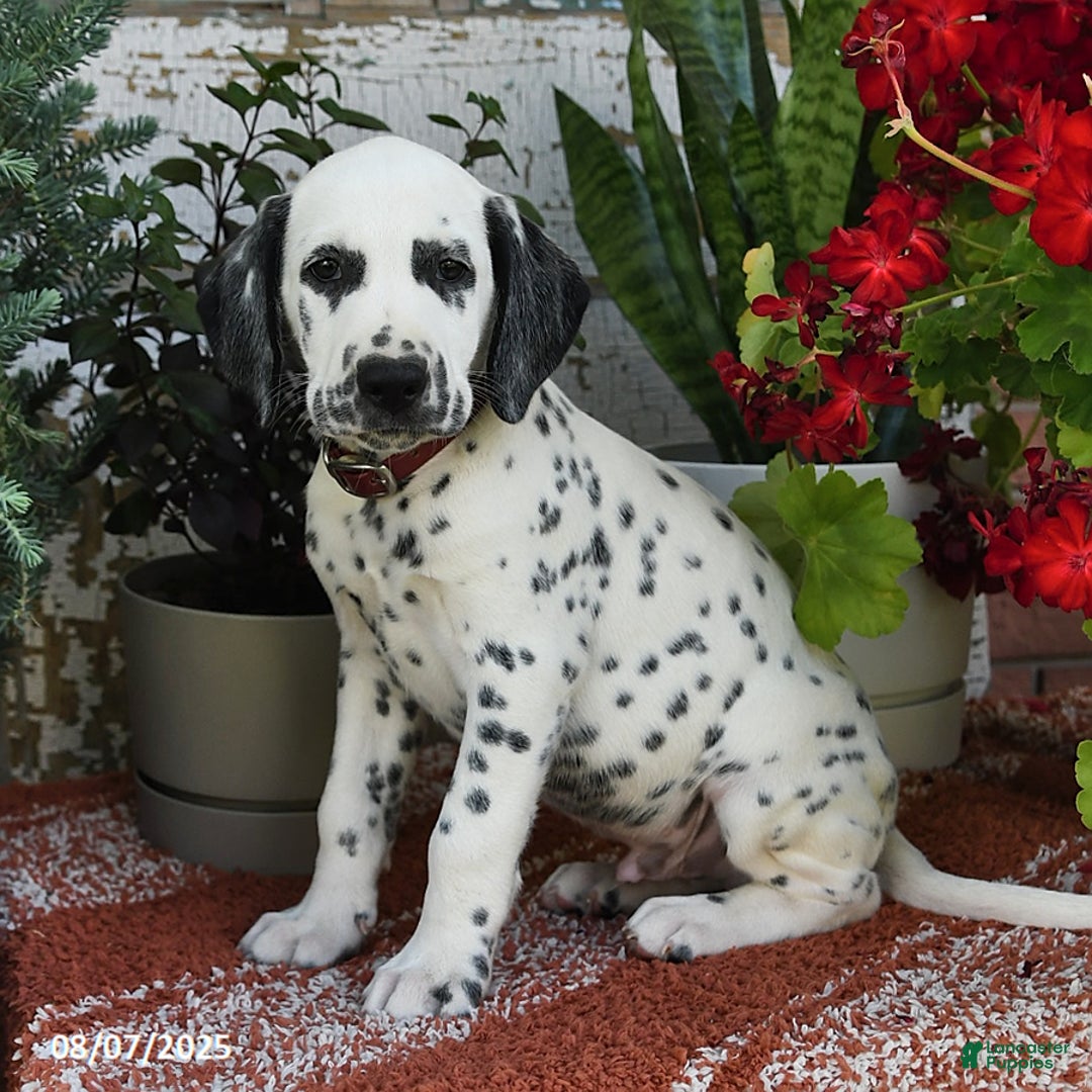 Dalmatian dogs for sale: Hunter - Image 1