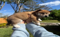 Shiba Inu dogs for sale: Koda - Image 9