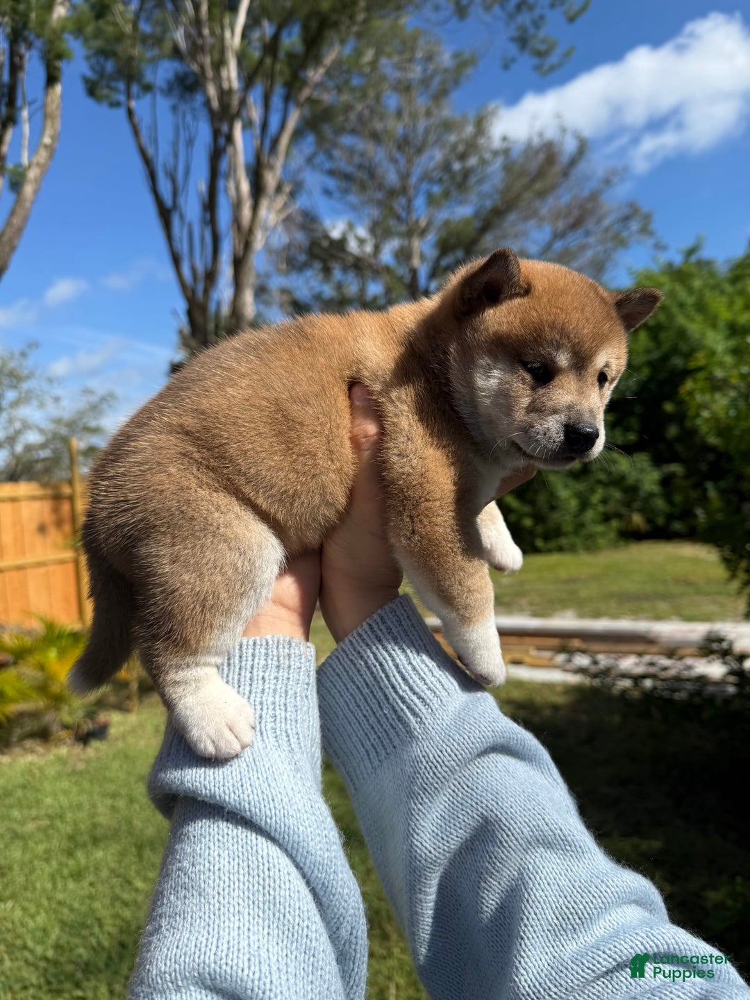 Shiba Inu dogs for sale: Koda - Image 9