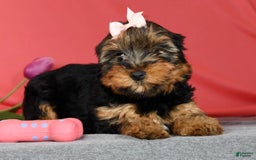 Yorkshire Terrier dogs for sale: Kylie - Image 9