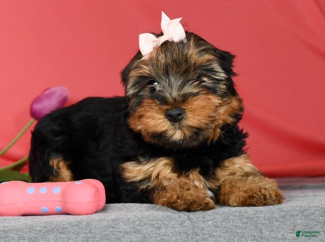 Yorkshire Terrier dogs for sale: Kylie - Image 9