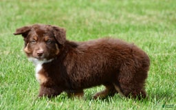 Australian Shepherd dogs for sale: CoCo - Image 4