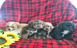 Cavapoo dogs for sale: Carmella - Image 3