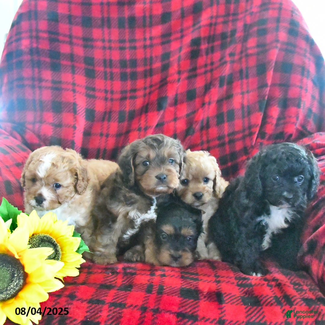 Cavapoo dogs for sale: Carmella - Image 3