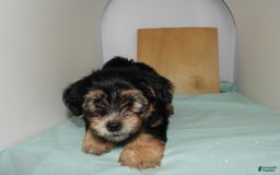Yorkshire Terrier dogs for sale: Teddy - Image 6