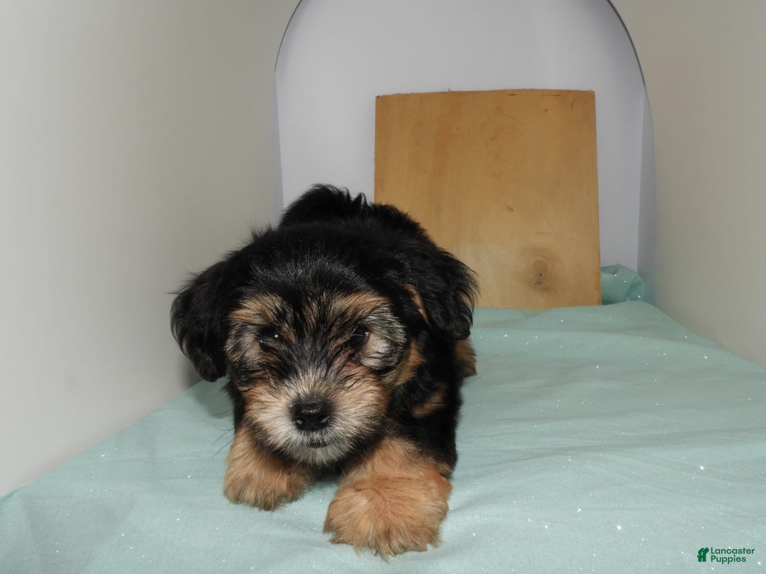 Yorkshire Terrier dogs for sale: Teddy - Image 6