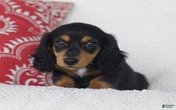Miniature Dachshund dogs for sale: Tory - Image 1