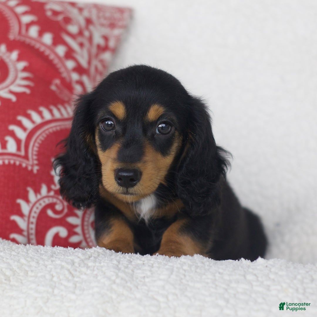 Miniature Dachshund dogs for sale: Tory - Image 1