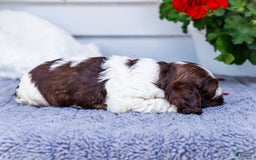 Cocker Spaniel dogs for sale: Chester - Image 12