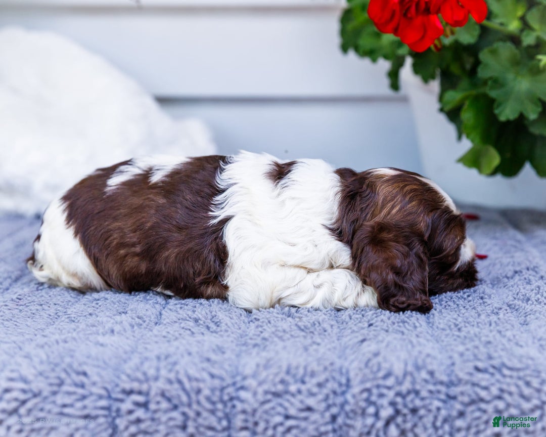 Cocker Spaniel dogs for sale: Chester - Image 12