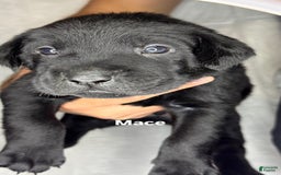 Labrador Retriever dogs for sale: Mace - Image 1