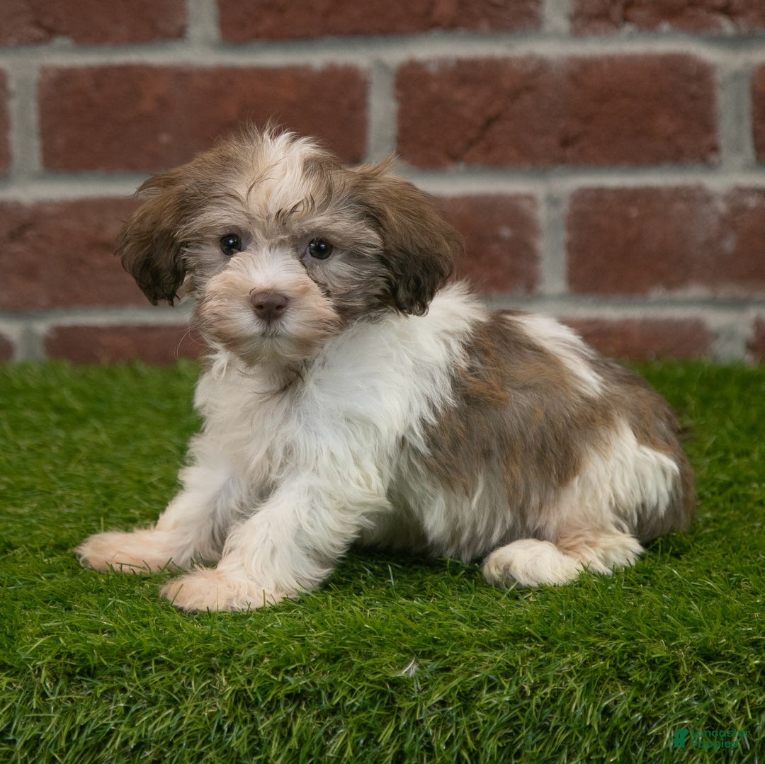 Havanese dogs for sale: Roscoe - Image 2