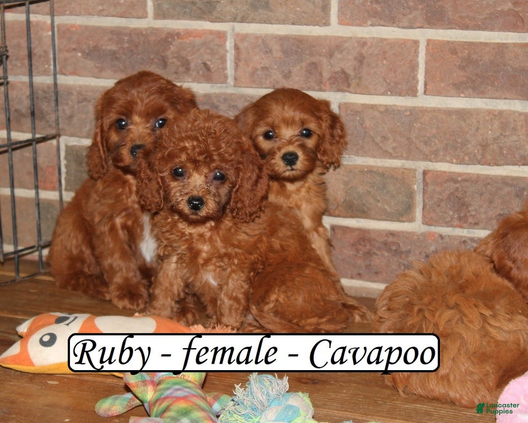 Cavapoo dogs for sale: Ruby - Image 5