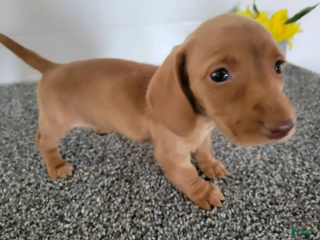 Dachshund dogs for sale: Taz - Image 1