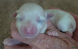 Maltese dogs for sale: Titan - Image 12