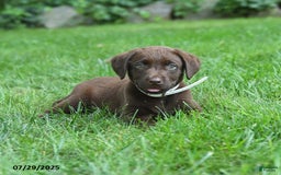 Labrador Retriever dogs for sale: Marley - Image 2