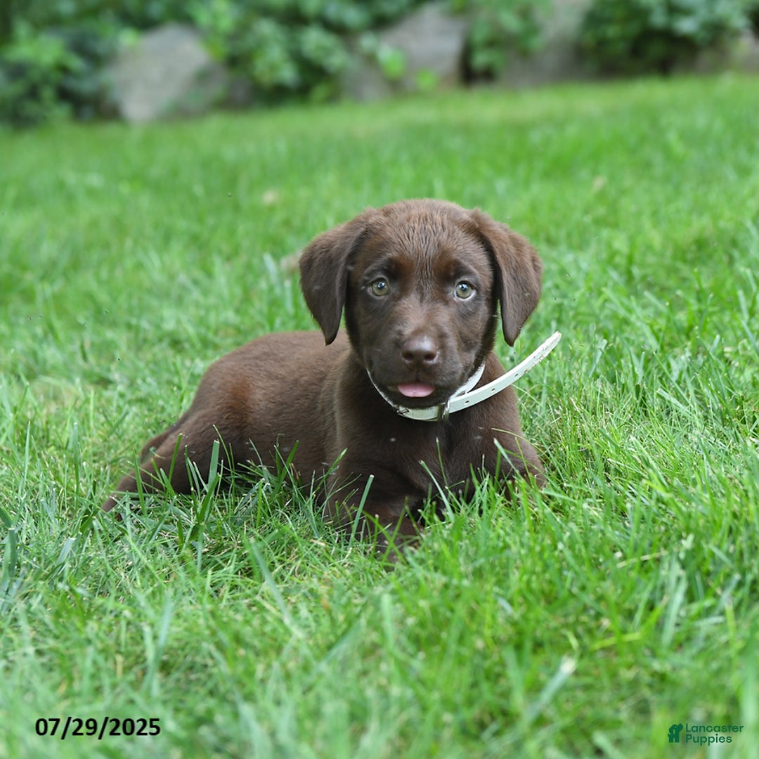 Labrador Retriever dogs for sale: Marley - Image 2