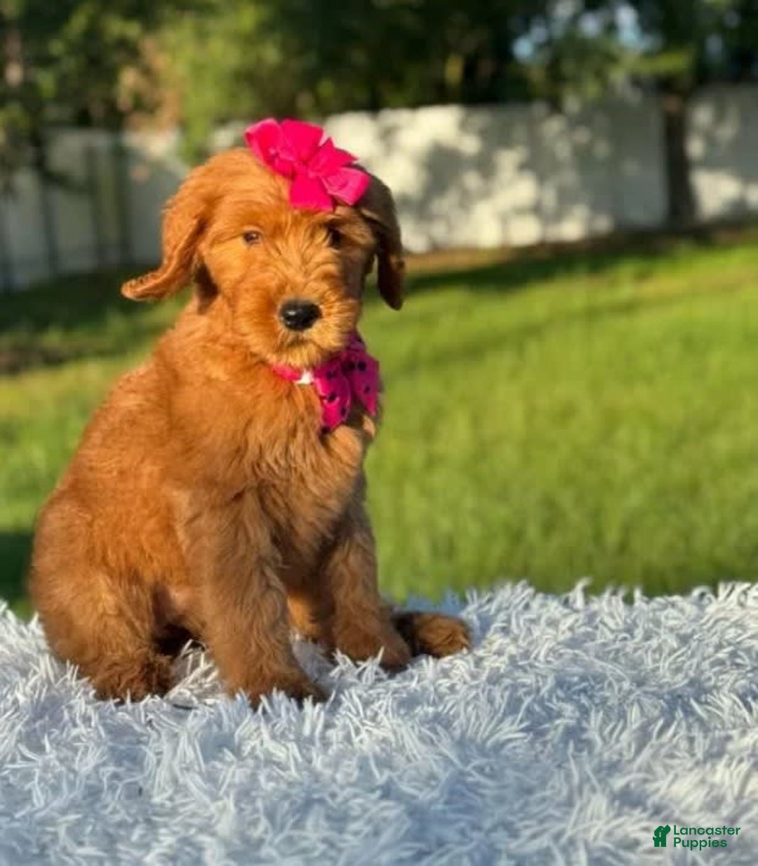 Goldendoodle dogs for sale: Milly - Image 1