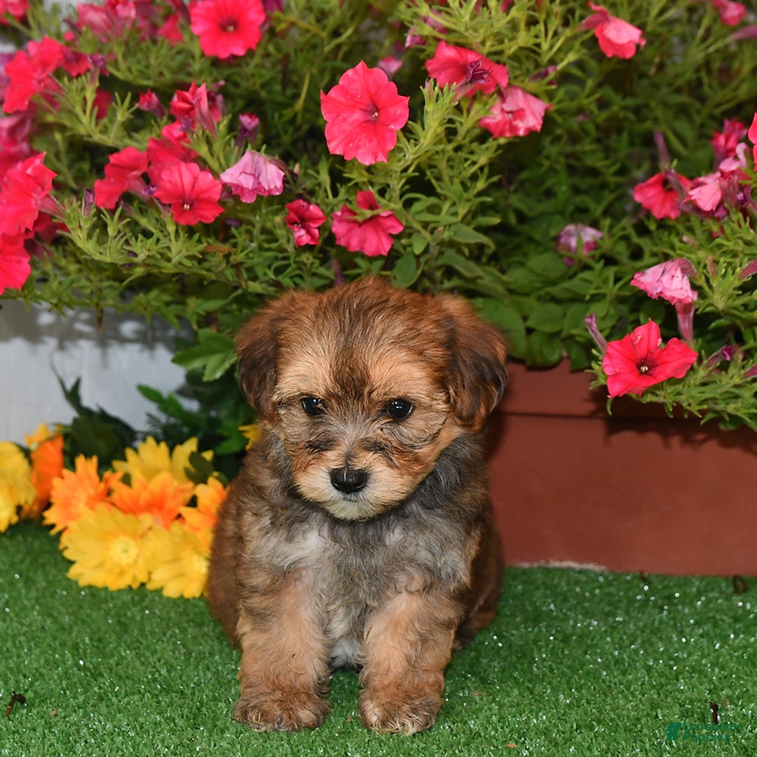 Bichpoo dogs for sale: Rocky - Image 1