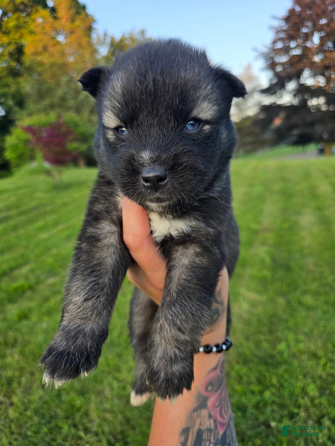 Siberian Husky dogs for sale: Leroy - Image 3