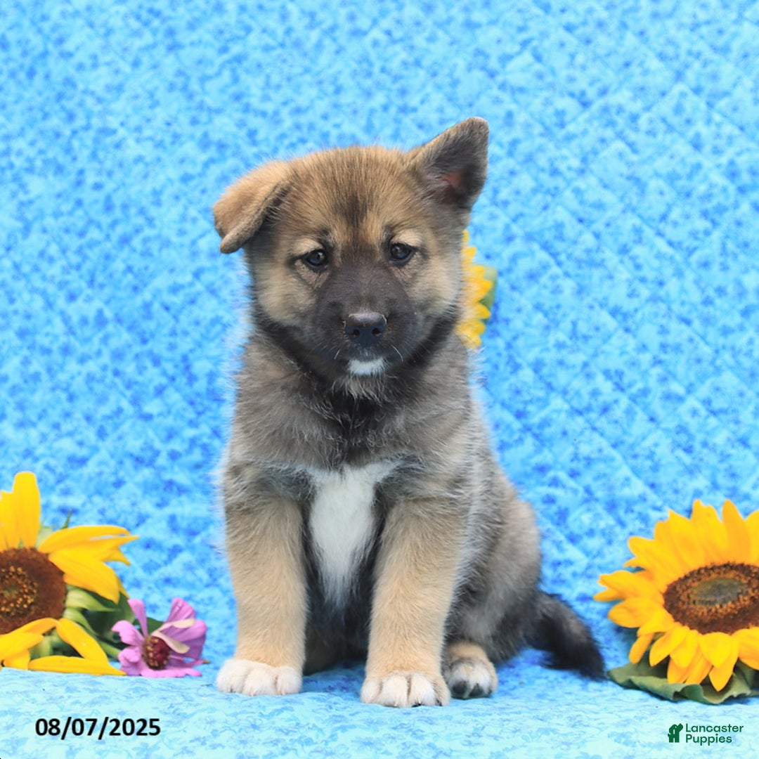 Pomsky dogs for sale: Mae - Image 1