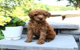 Miniature Poodle dogs for sale: Elam - Image 5