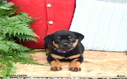 Rottweiler dogs for sale: Rosie - Image 1