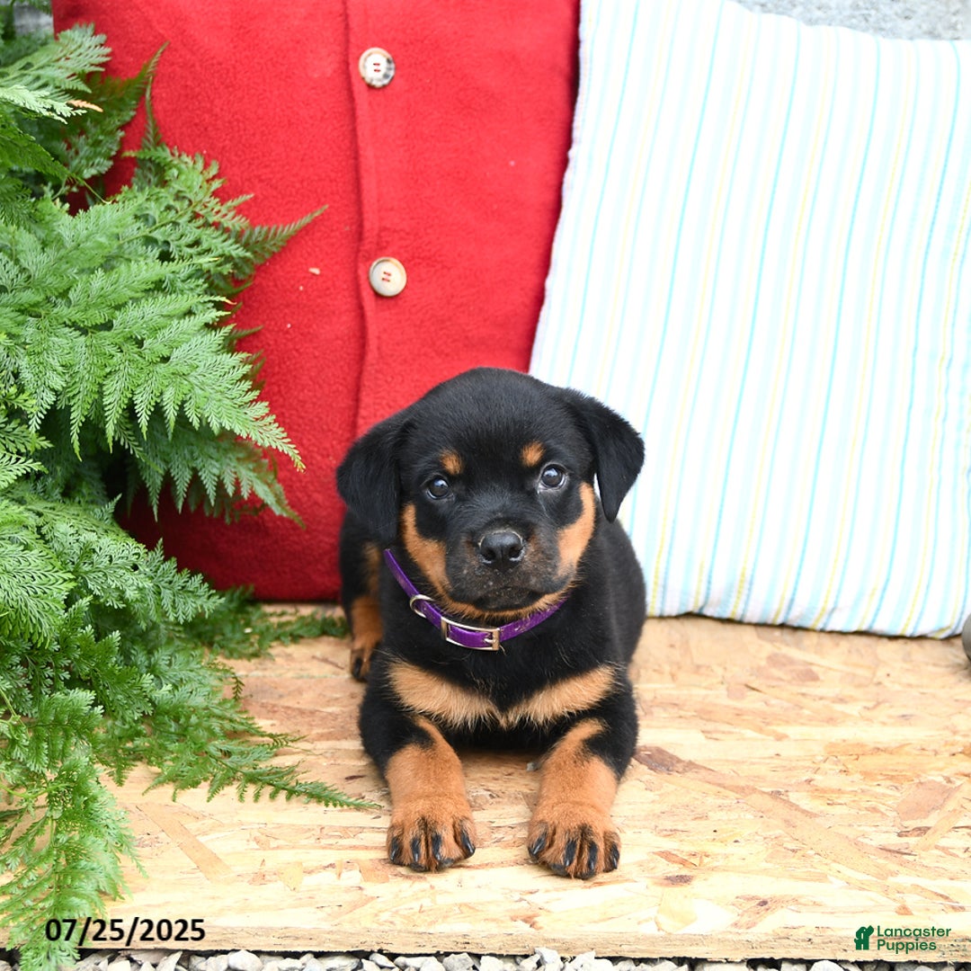 Rottweiler dogs for sale: Rosie - Image 1