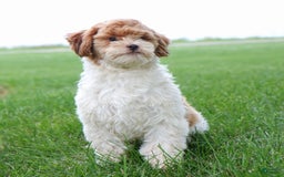 Shihpoo dogs for sale: Amy - Image 4