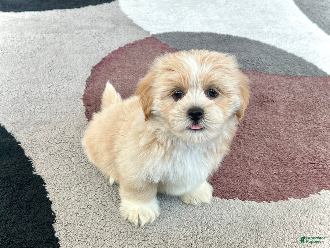 Lhasa Apso dogs for sale: Ollie - Image 10