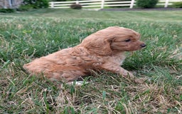 Cavapoo dogs for sale: Axel - Image 12
