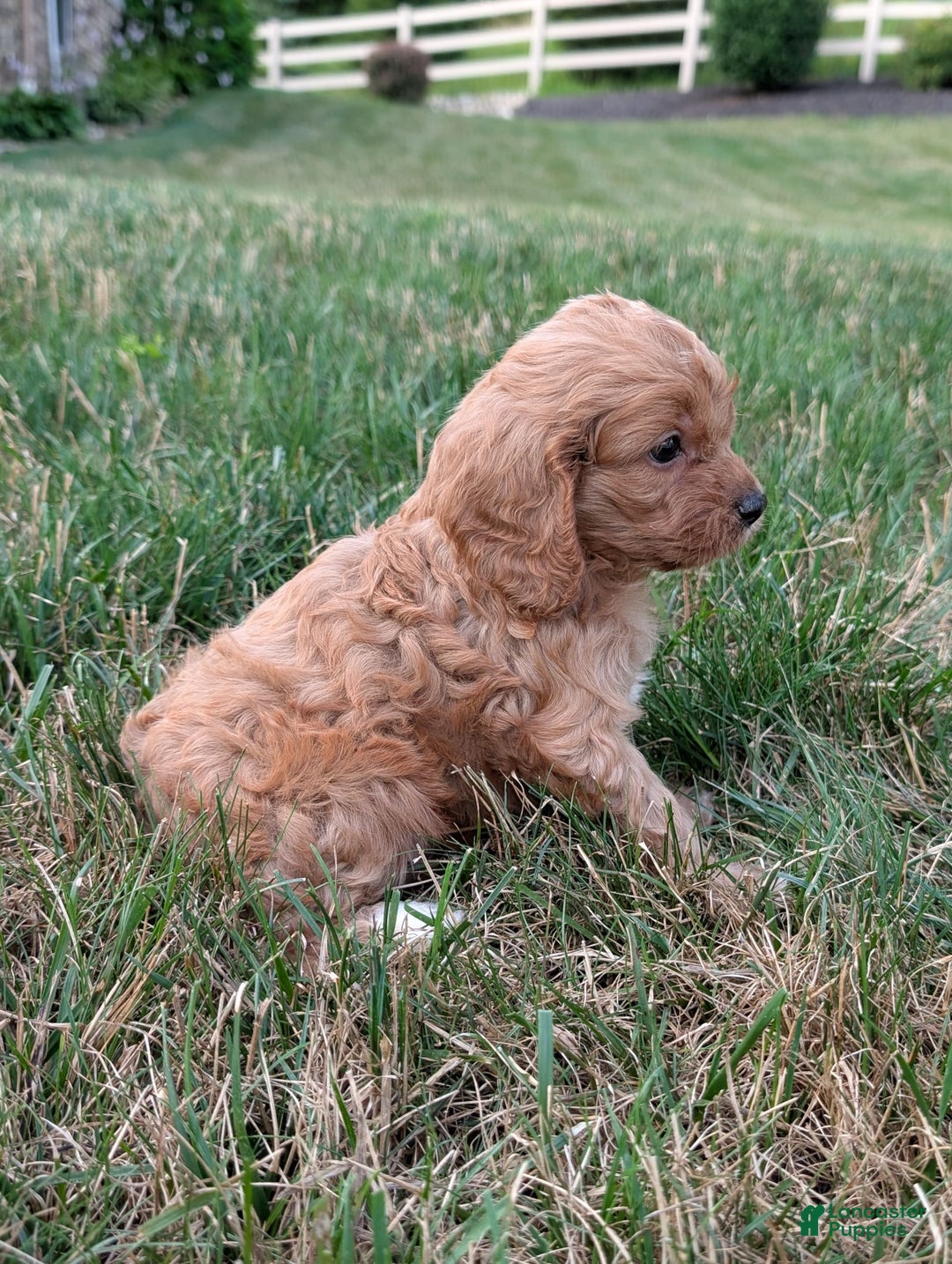 Cavapoo dogs for sale: Axel - Image 12
