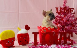French Bulldog dogs for sale: Teseki - Image 4