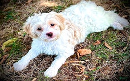 Shihpoo dogs for sale: Candy - Image 2