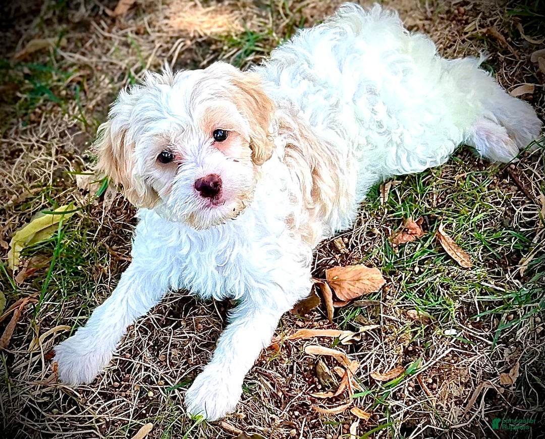 Shihpoo dogs for sale: Candy - Image 2