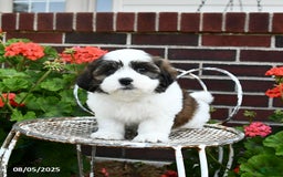 Malshi dogs for sale: Dandy - Image 5