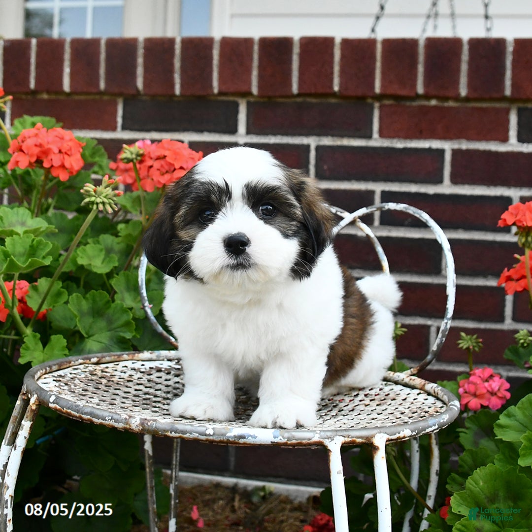 Malshi dogs for sale: Dandy - Image 5