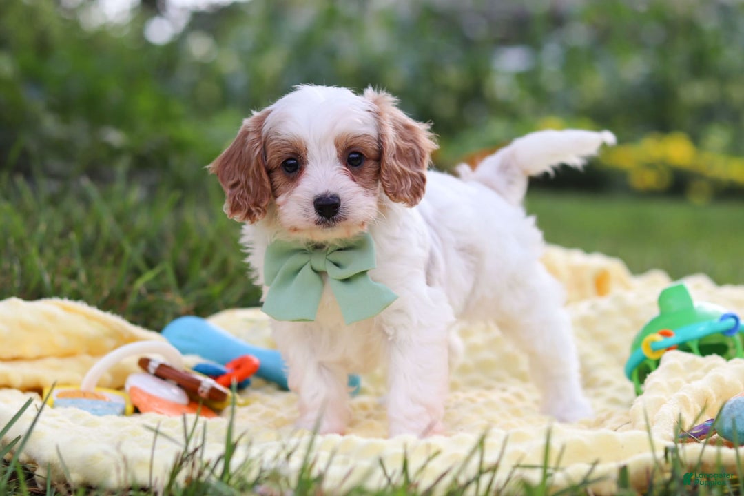 Cavapoo dogs for sale: Tanner - Image 6