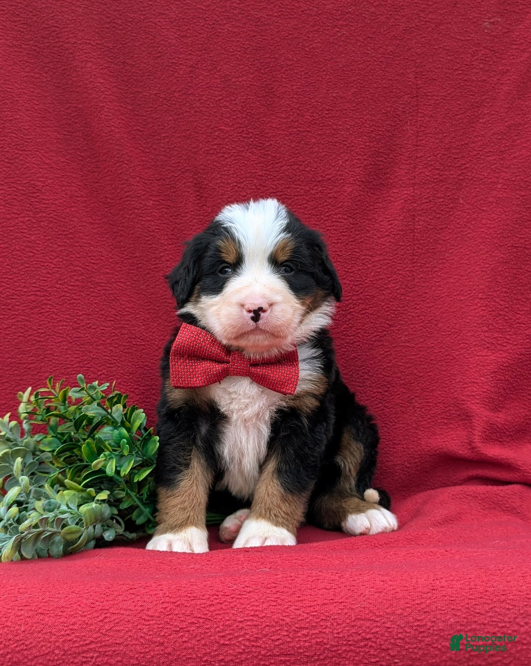 Bernese Mountain Dog dogs for sale: Floyd - Image 3