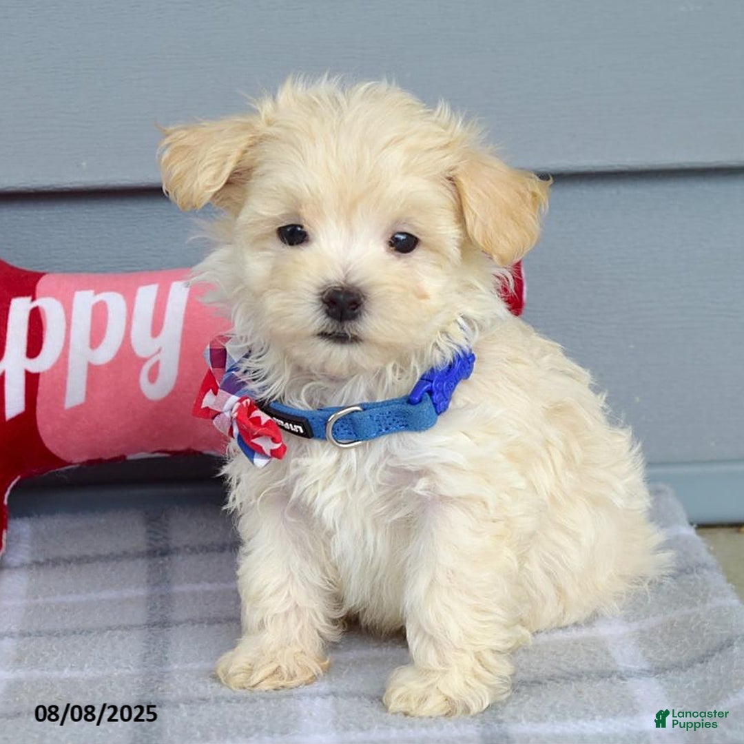 Maltipoo dogs for sale: Mason - Image 7