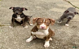 American Bully dogs for sale: Brookie - Image 2