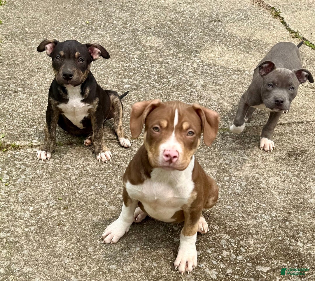 American Bully dogs for sale: Brookie - Image 2