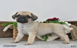 Puggle dogs for sale: Shadow - Image 2