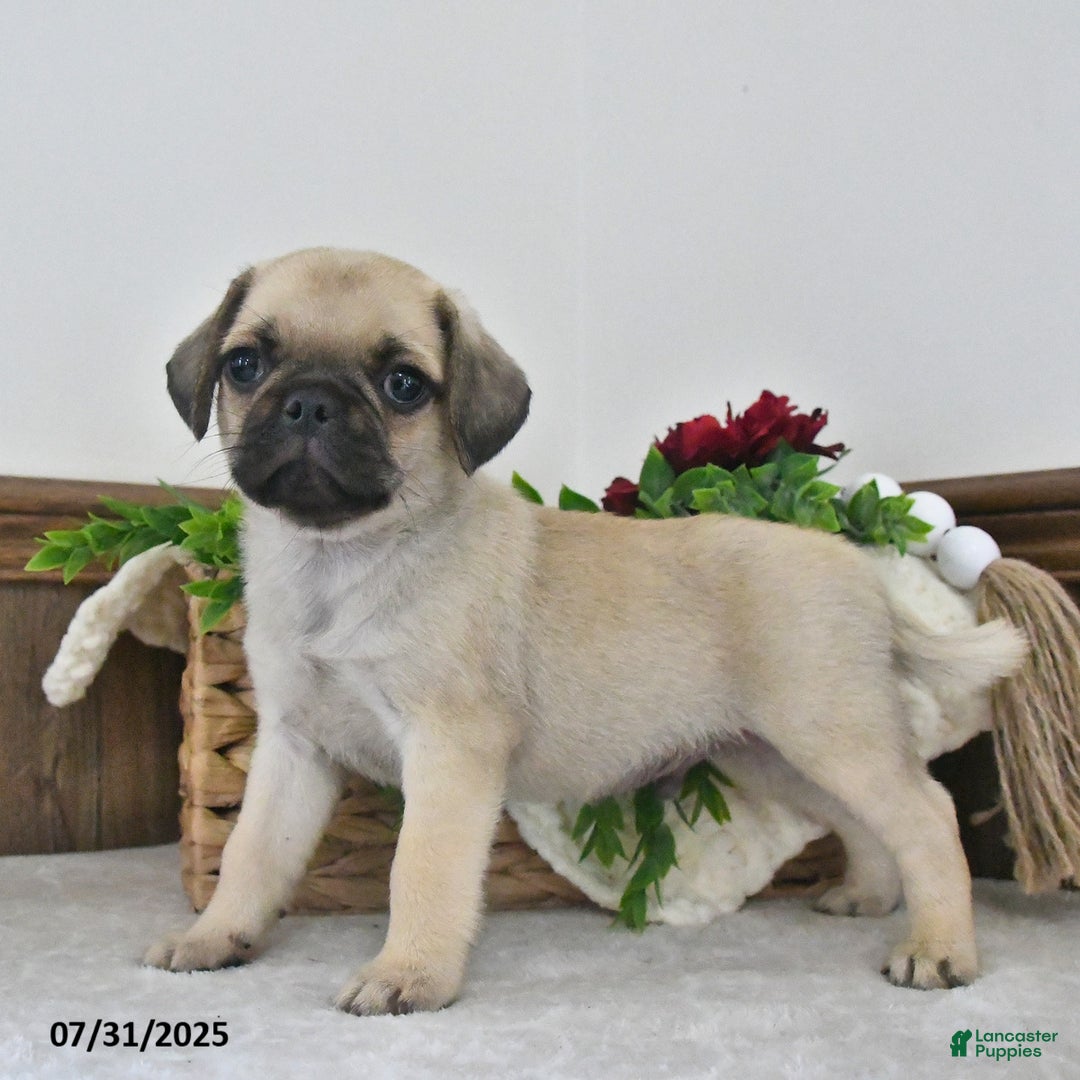 Puggle dogs for sale: Shadow - Image 2