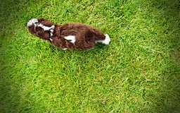 Havapoo dogs for sale: Dash - Image 18