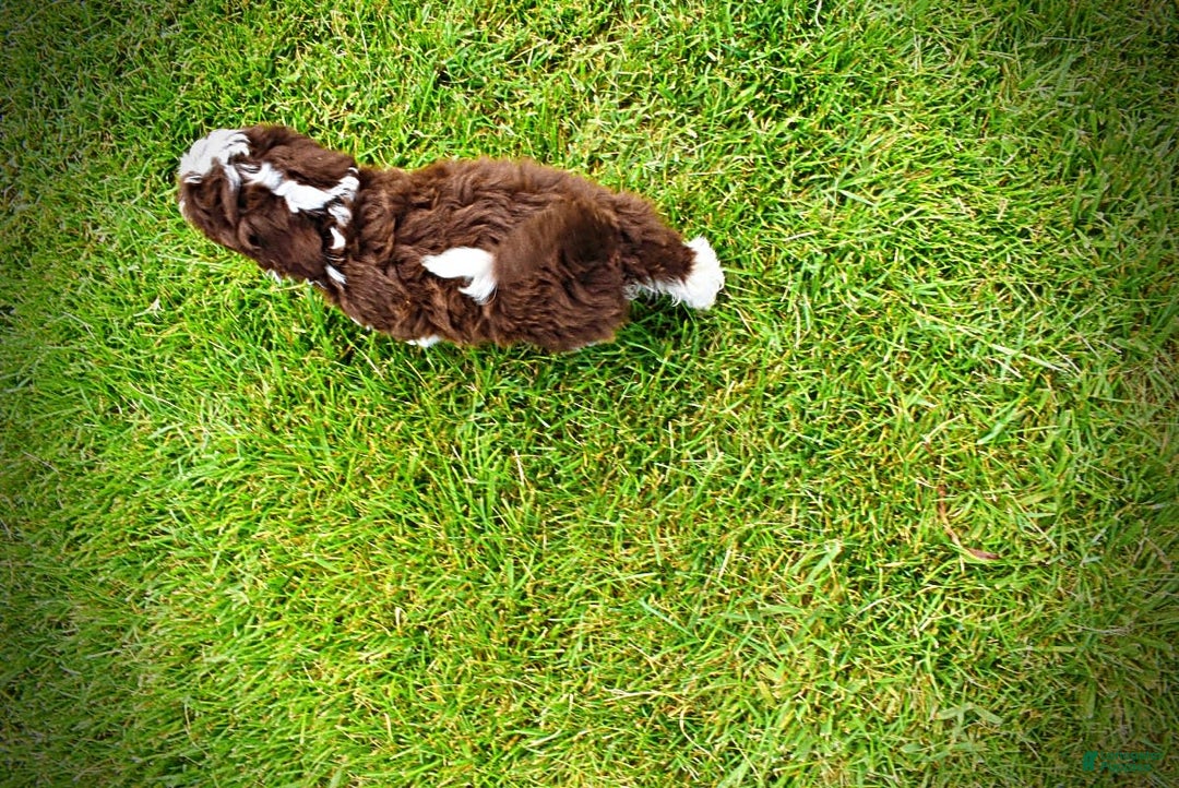 Havapoo dogs for sale: Dash - Image 18