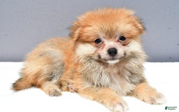 Pomeranian dogs for sale: Ian - Image 4